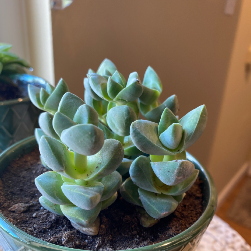 Crassula 'Moonglow' plant in a pot with healthy green leaves.