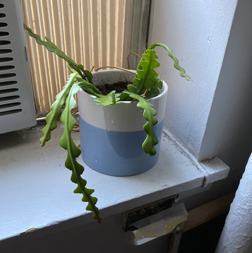 Fishbone Cactus in a pot on a windowsill with elongated, zigzag-shaped leaves.