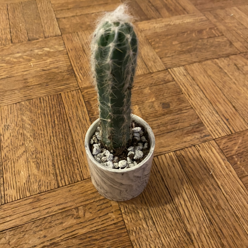 Photo of the plant species Old Man Cactus by Sarah named Moe on Greg, the plant care app