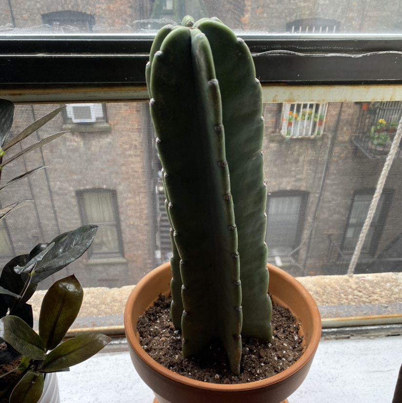Peruvian Apple Cactus Monstrose in a pot on a windowsill, healthy and well-framed.