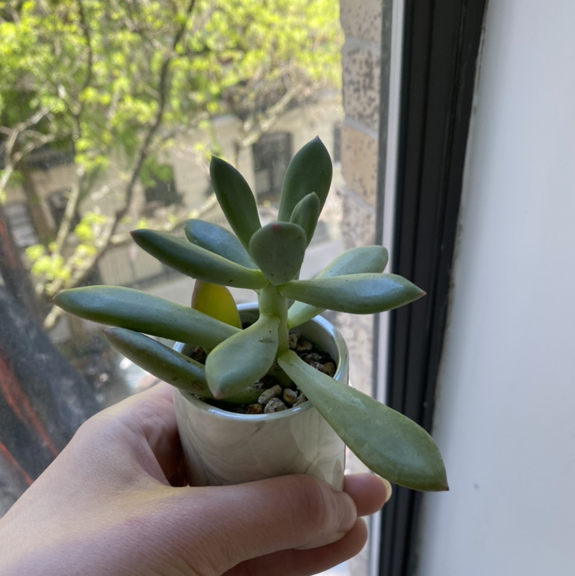 Pachyveria Little Jewel plant held by a hand near a window with a single yellowing leaf.