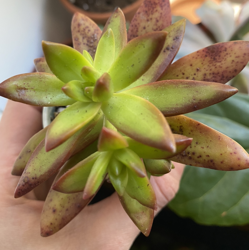 Sedum 'Firestorm' plant with green leaves and reddish edges, held by a hand.