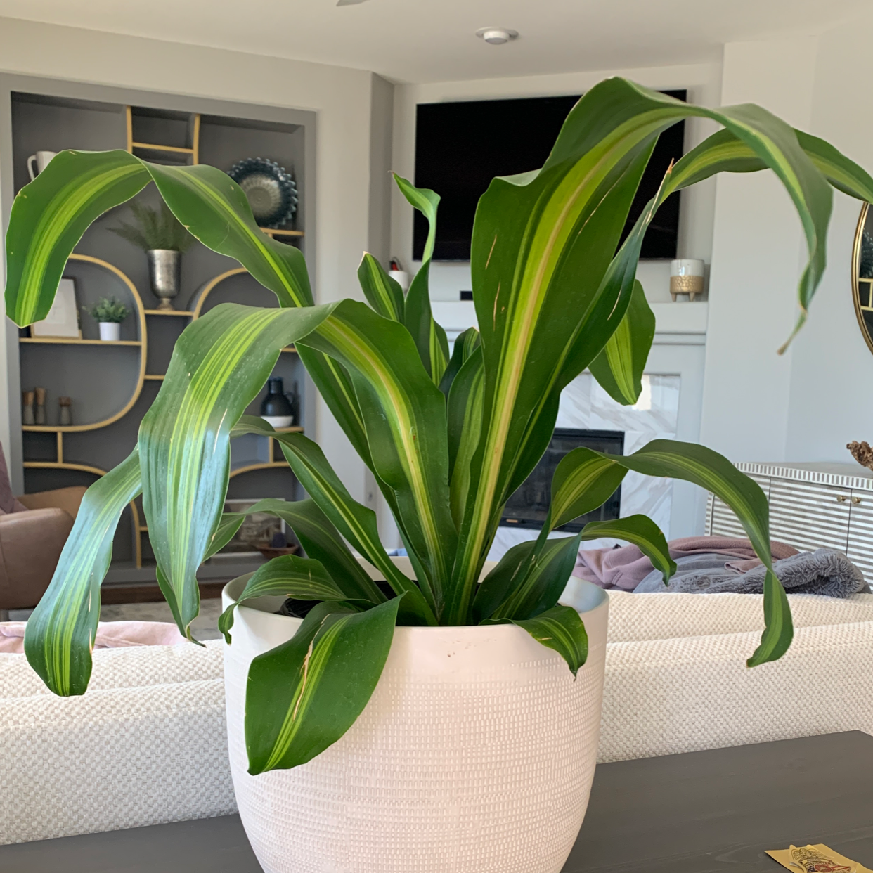 Dracaena 'Golden Heart' plant in a white pot with vibrant green leaves and yellow variegation.