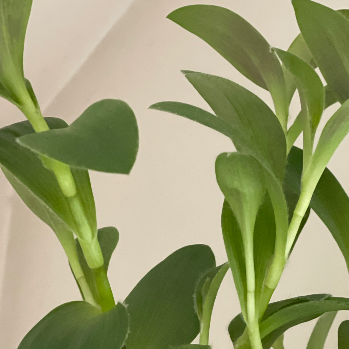 Tradescantia 'Green Hill' plant with healthy green leaves.