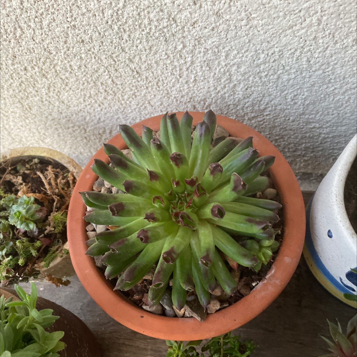 Sempervivum calcareum plant in a terracotta pot with browning leaf tips.