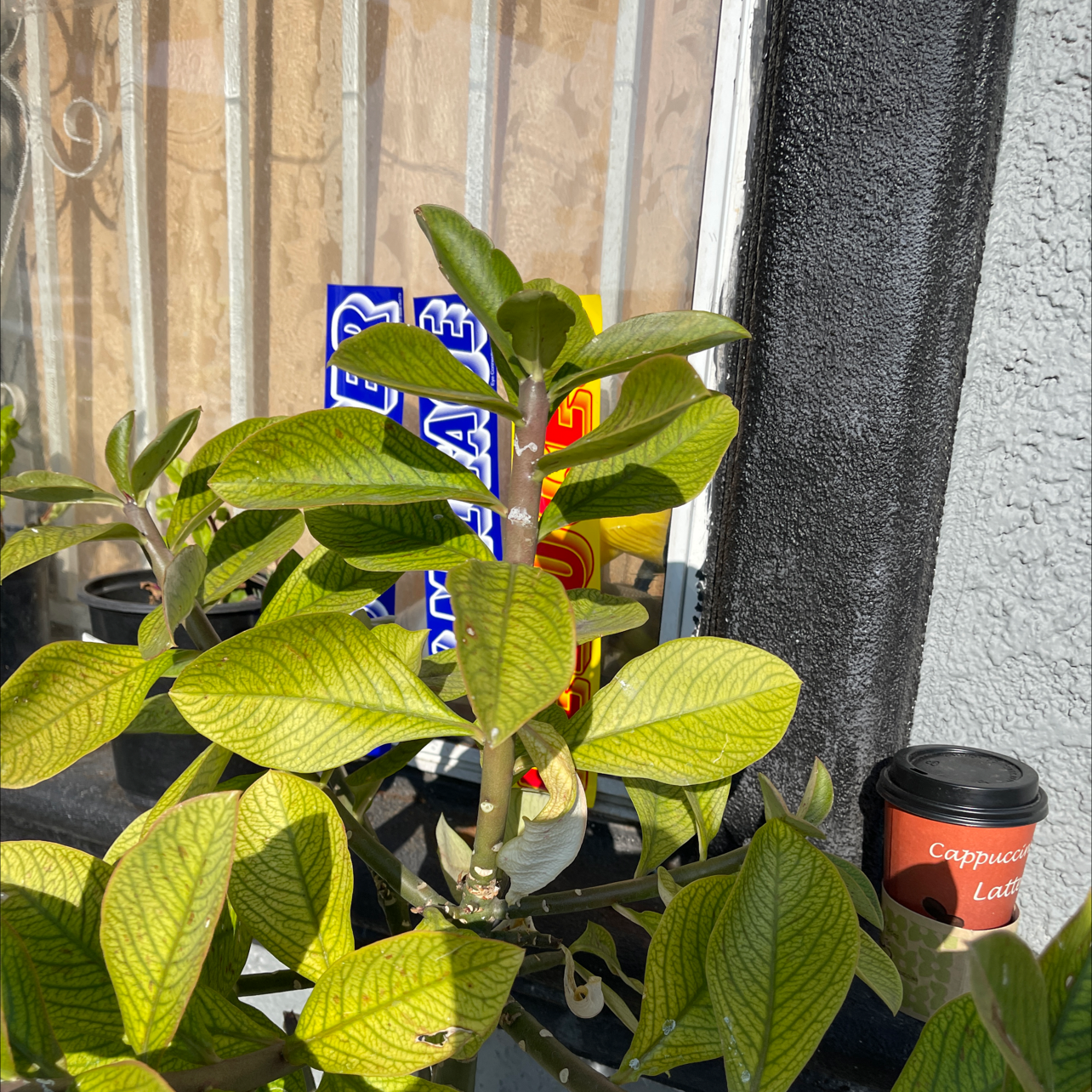 African Milk Bush plant with green leaves, some yellowing, near a window with background objects.