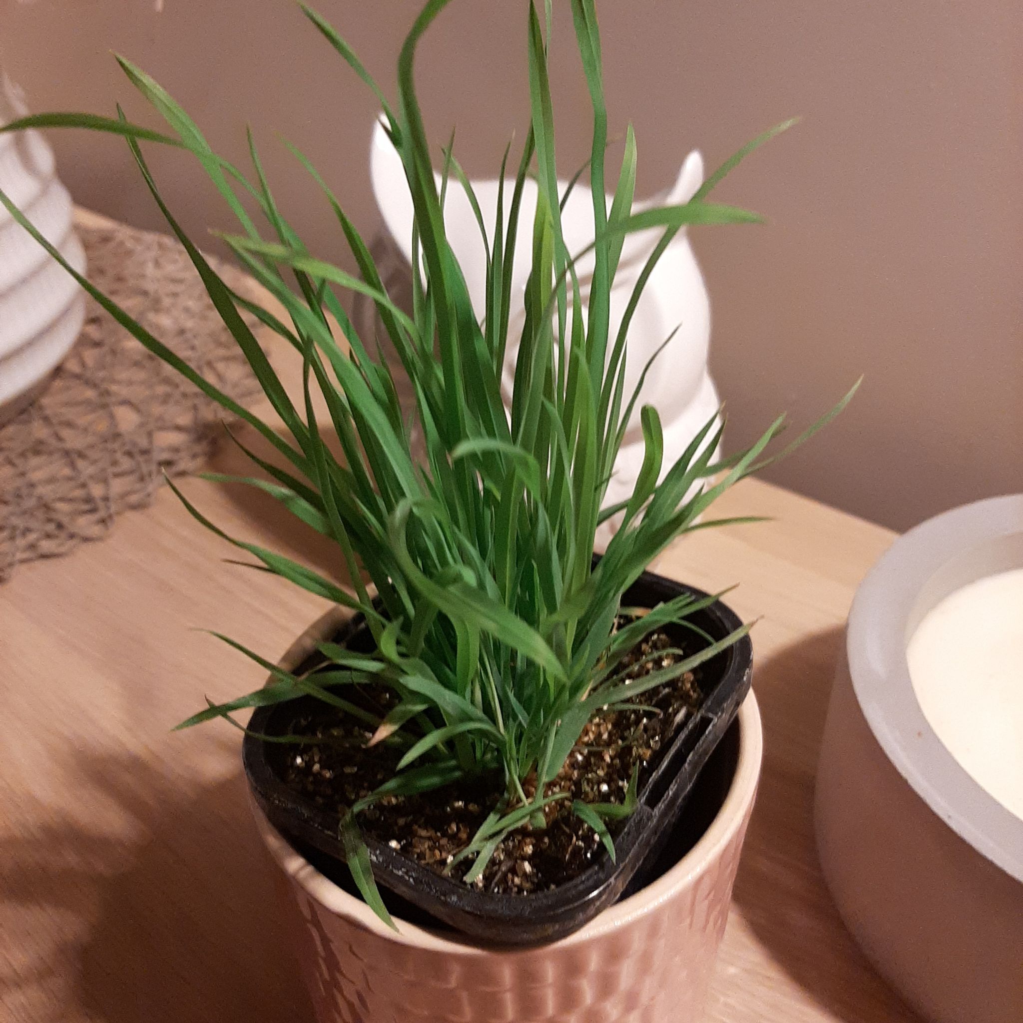 Healthy cat grass plant in a small pot with green leaves.