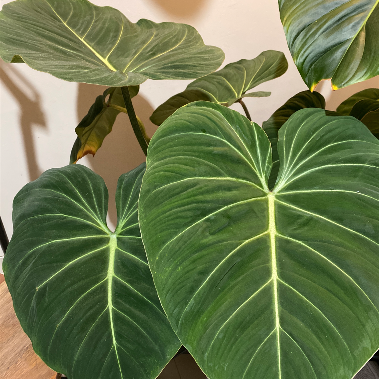 Philodendron gloriosum with large, healthy, heart-shaped leaves and prominent white veins.