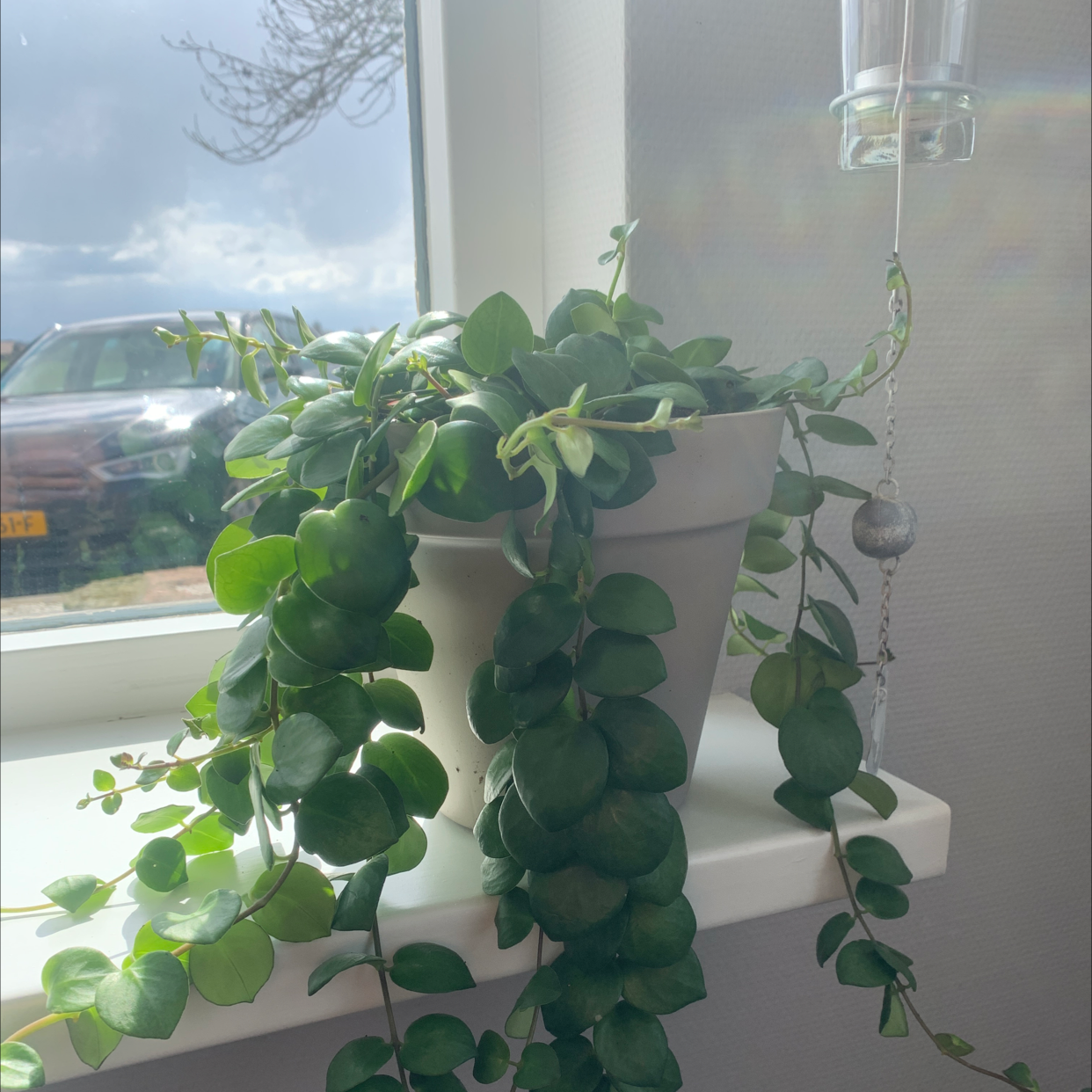 Healthy Lipstick Plant in a white pot on a windowsill with lush green leaves.