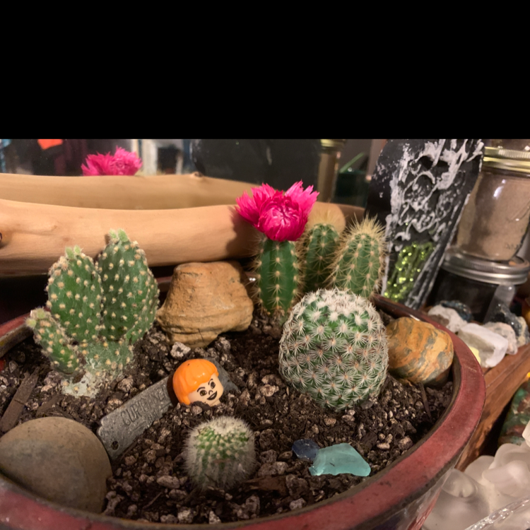 Healthy lace hedgehog cacti in bloom planted in a shallow terracotta dish, accented with stones and a small figurine.
