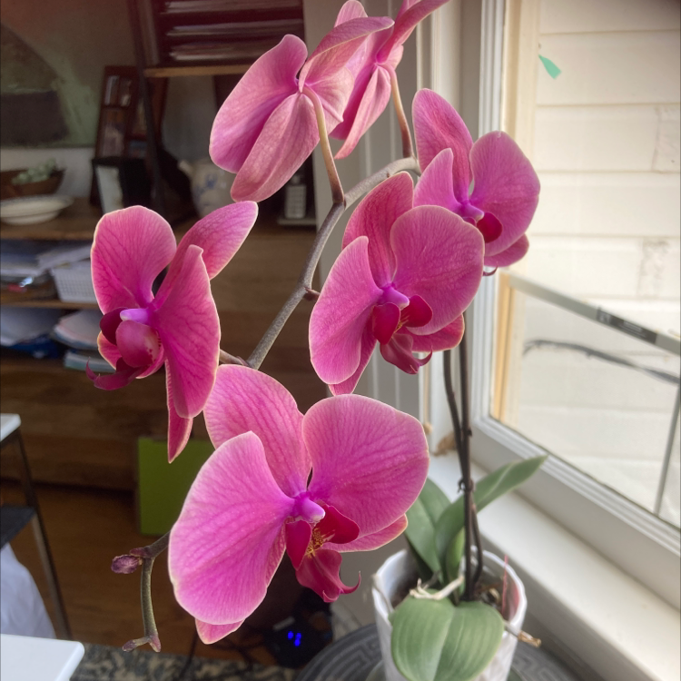Living room window Orchid