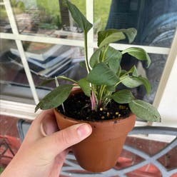 Purple coneflower plant