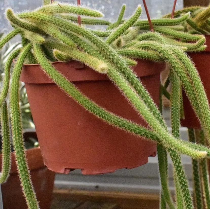 Rat Tail Cactus in a hanging pot with vibrant green stems.