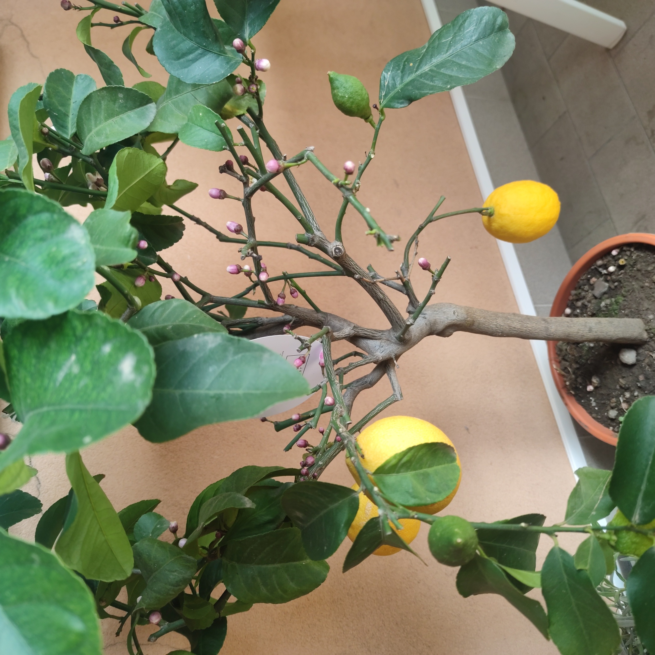 Makrut Lime plant with fruits and buds in a pot. Soil is visible.