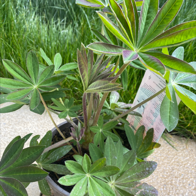Big-Leaved Lupine plant in a pot with vibrant green leaves and visible soil.
