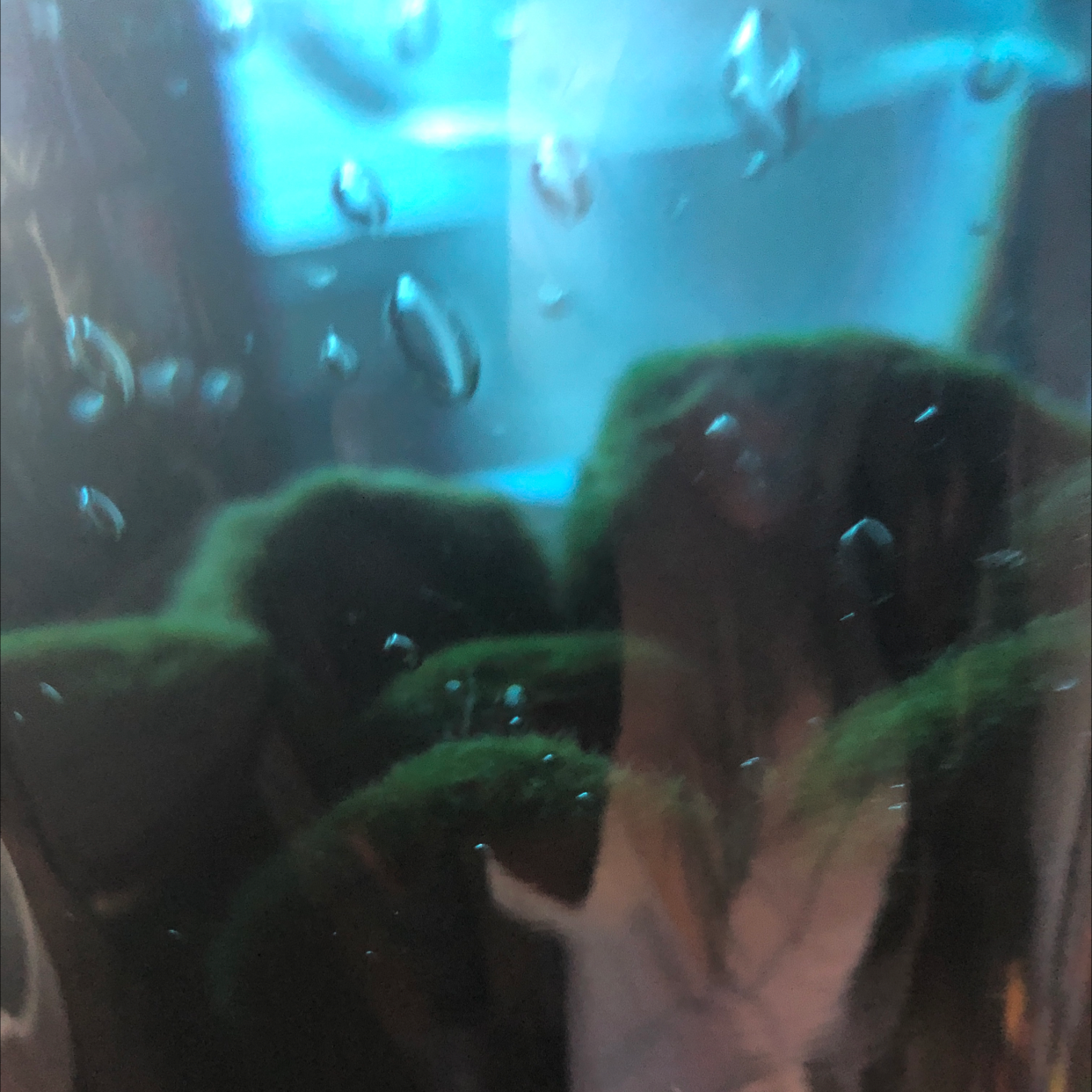 Marimo Moss Balls plant photo by @DDiaz03 named Marimos on Greg, the plant care app.