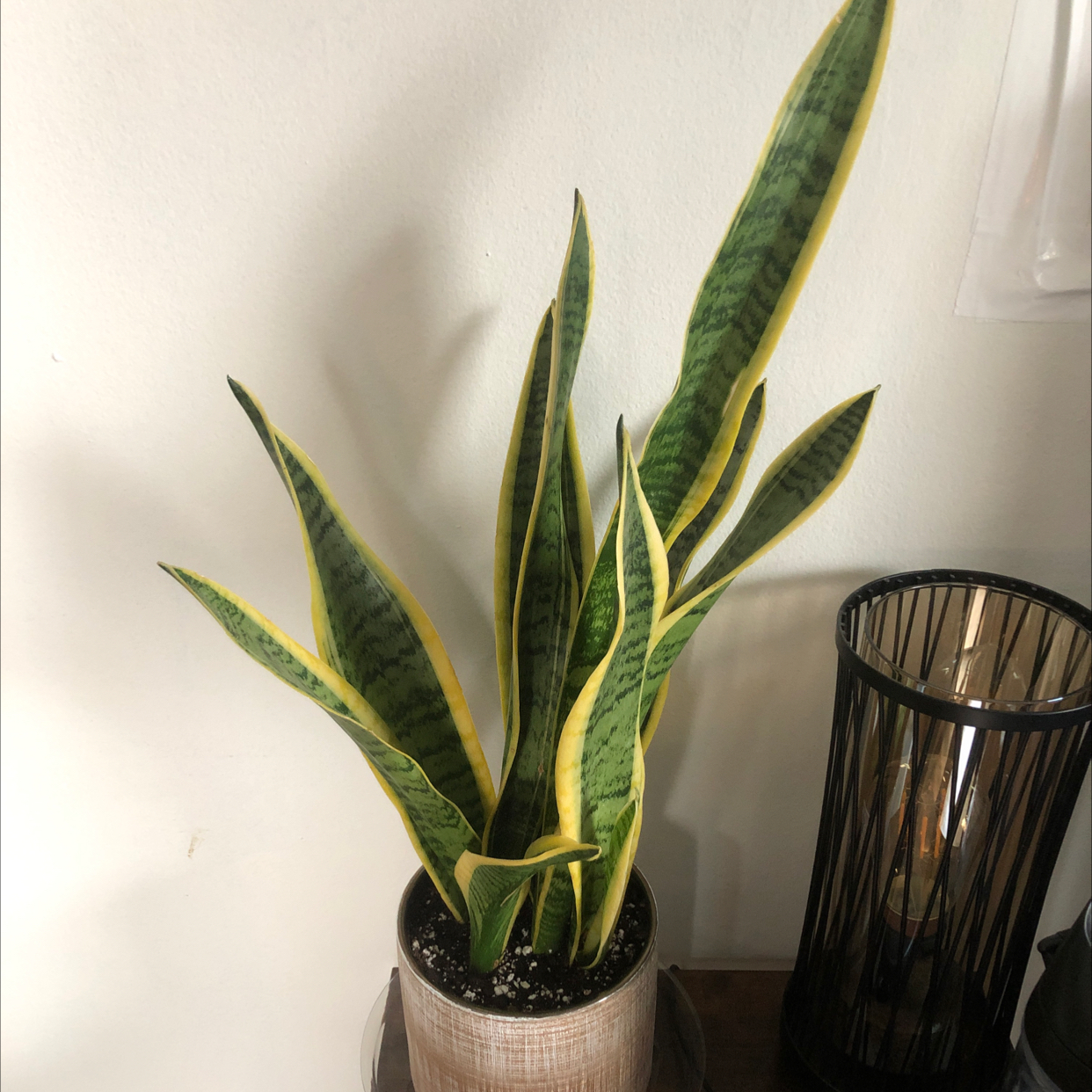 Snake Plant plant photo by @DDiaz03 named Plissen on Greg, the plant care app.