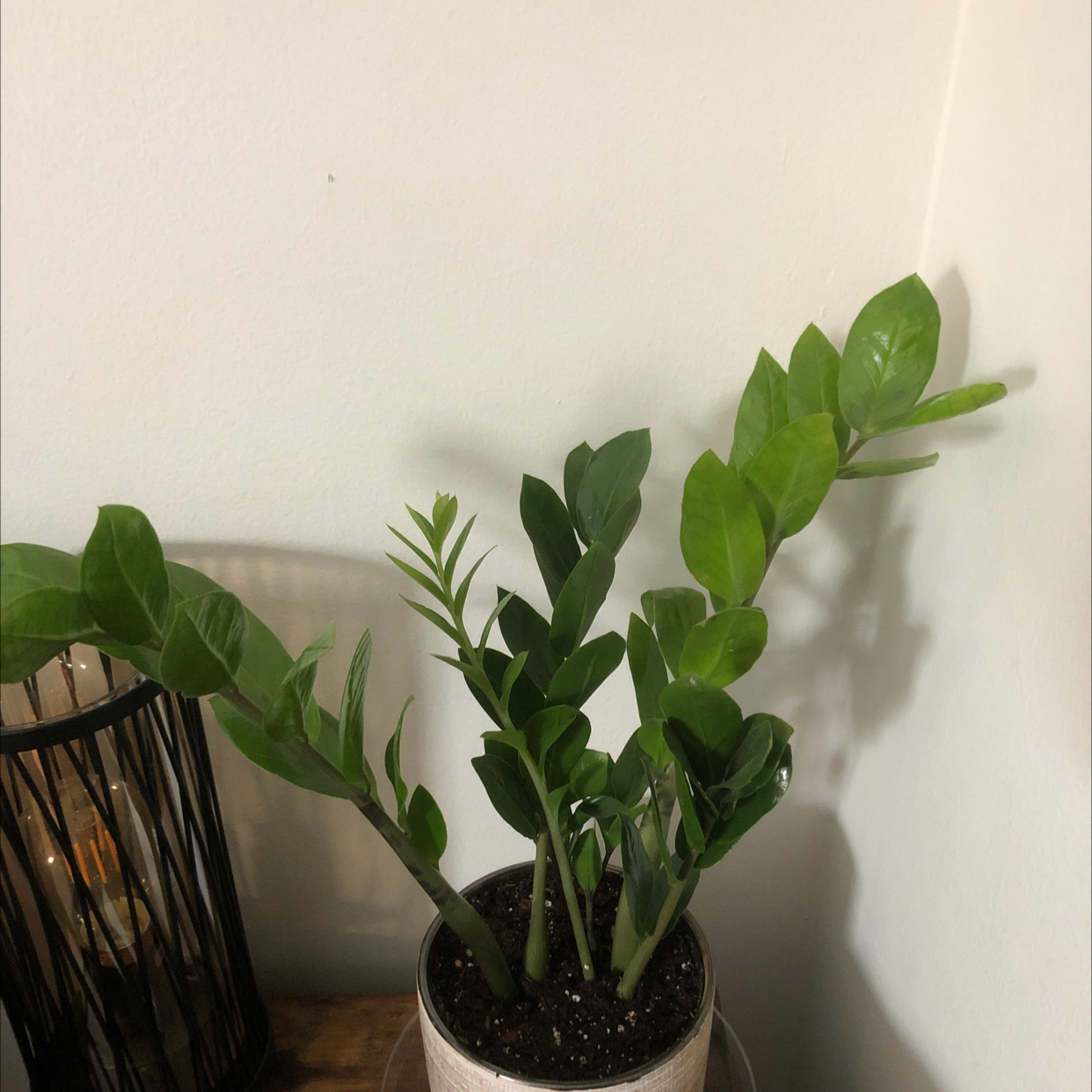 Zamioculcas Zamiifolia plant photo by @DDiaz03 named ZZ on Greg, the plant care app.