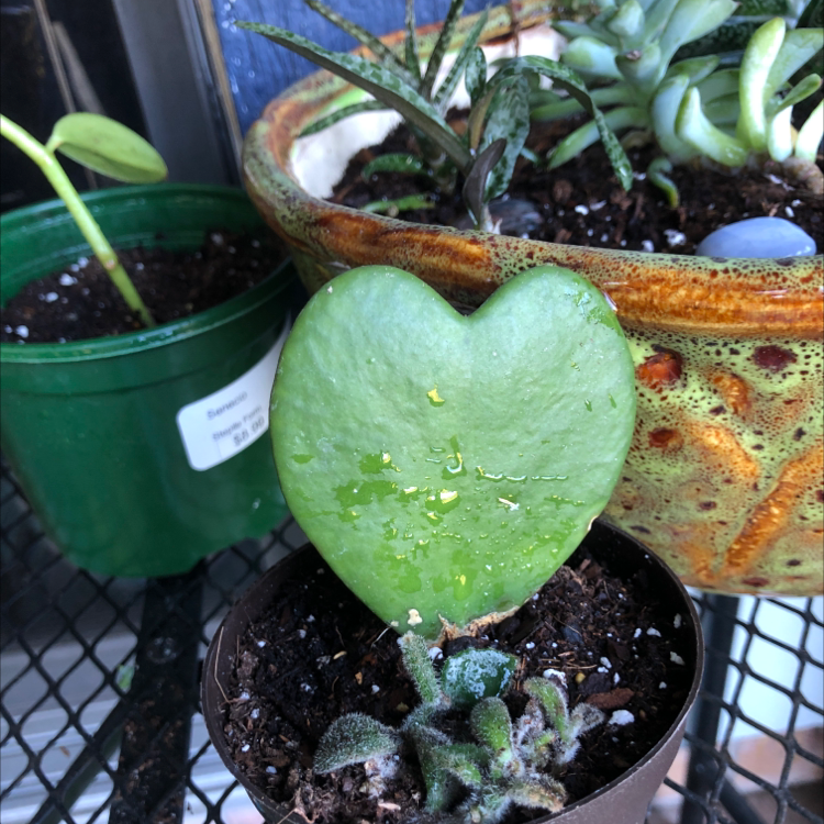 Sweetheart Hoya plant in a small pot with visible soil, healthy leaves, and other plants in the background.