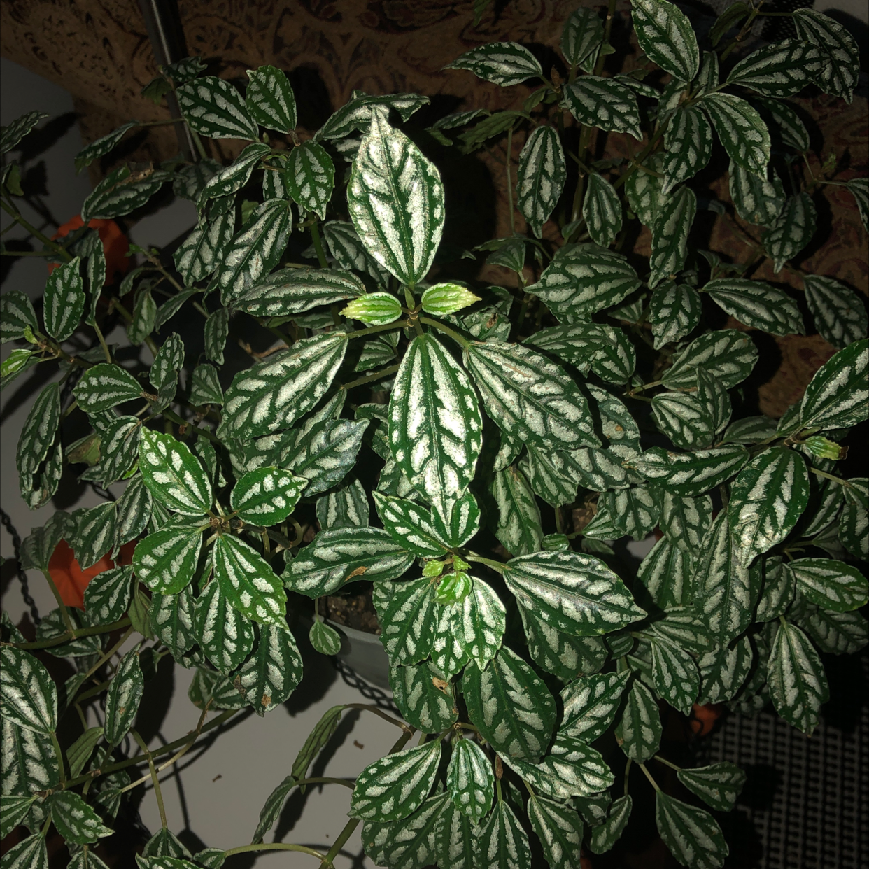 Aluminum Plant (Pilea cadierei) with healthy variegated leaves.