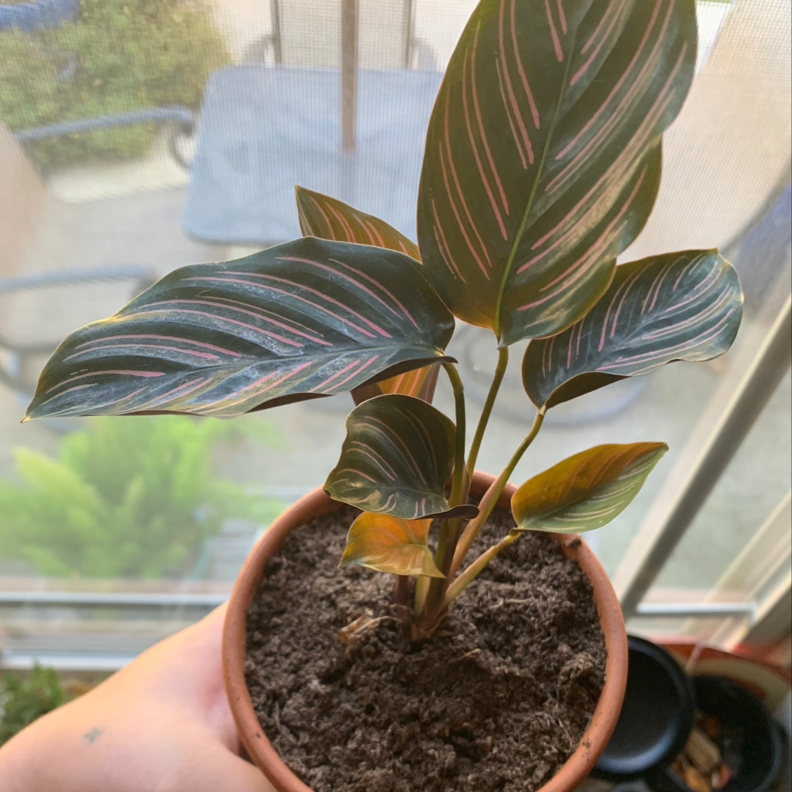 Pinstripe Calathea plant in a pot with visible soil. Some leaves show yellowing and browning.