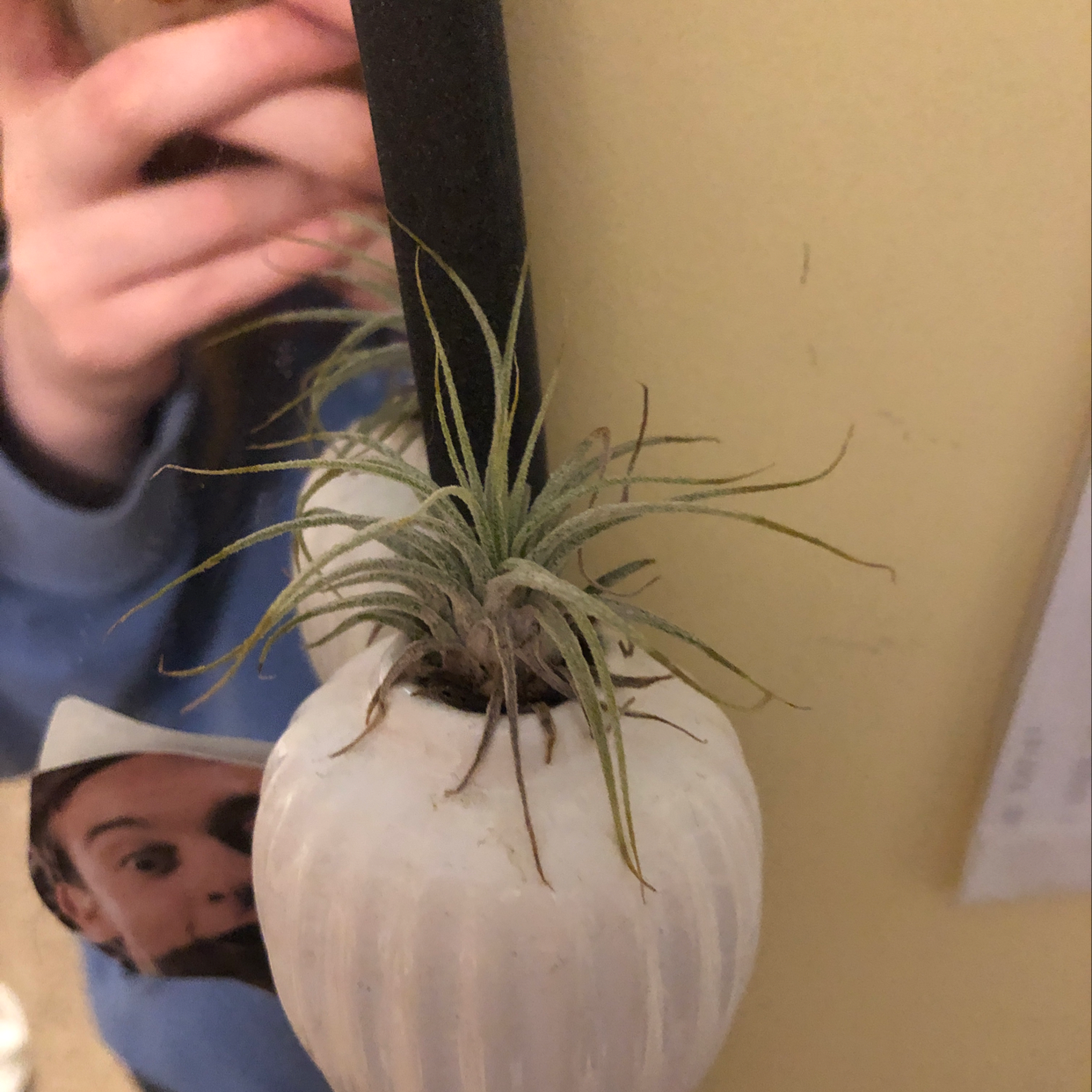 Hand holding a healthy, silvery Blushing Bride Air Plant in a white ceramic hanging planter against a light background.