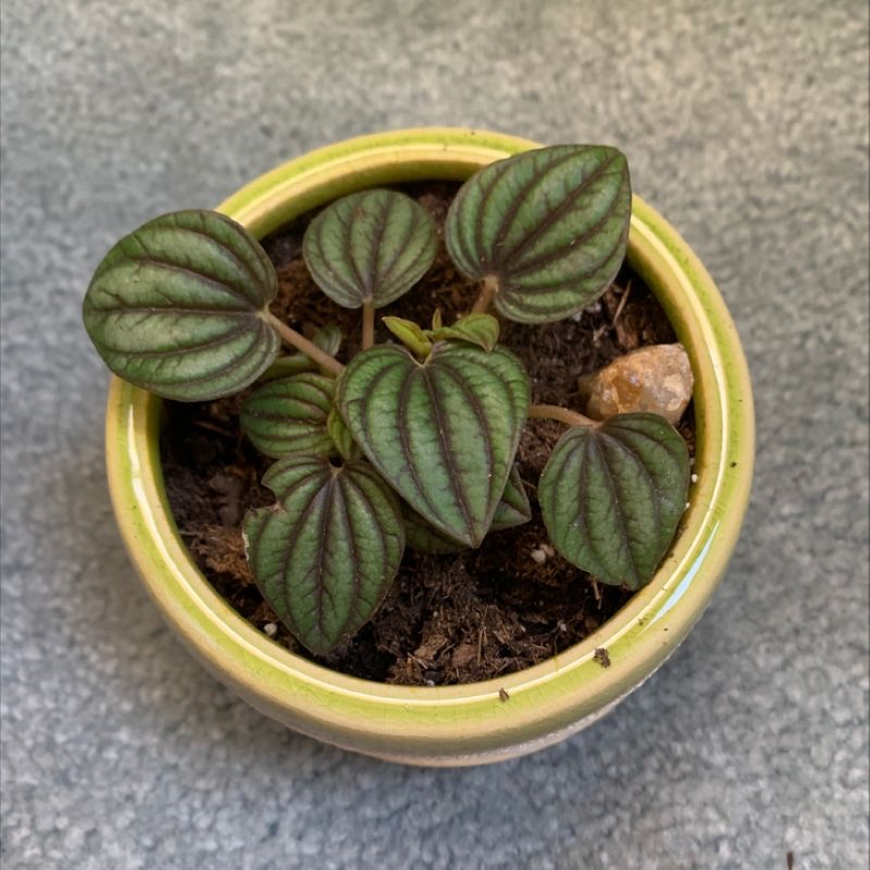 Healthy Emerald Ripple Peperomia plant in a small pot with visible soil.