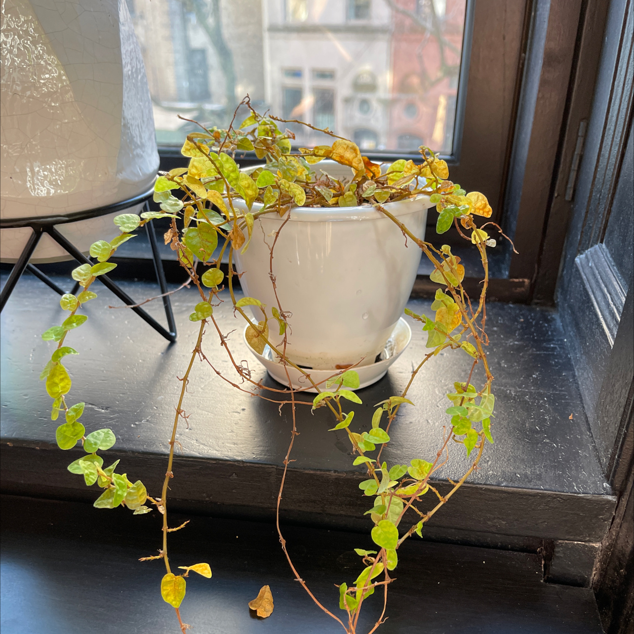 Bellus plant photo by @alex named Adelie on Greg, the plant care app.