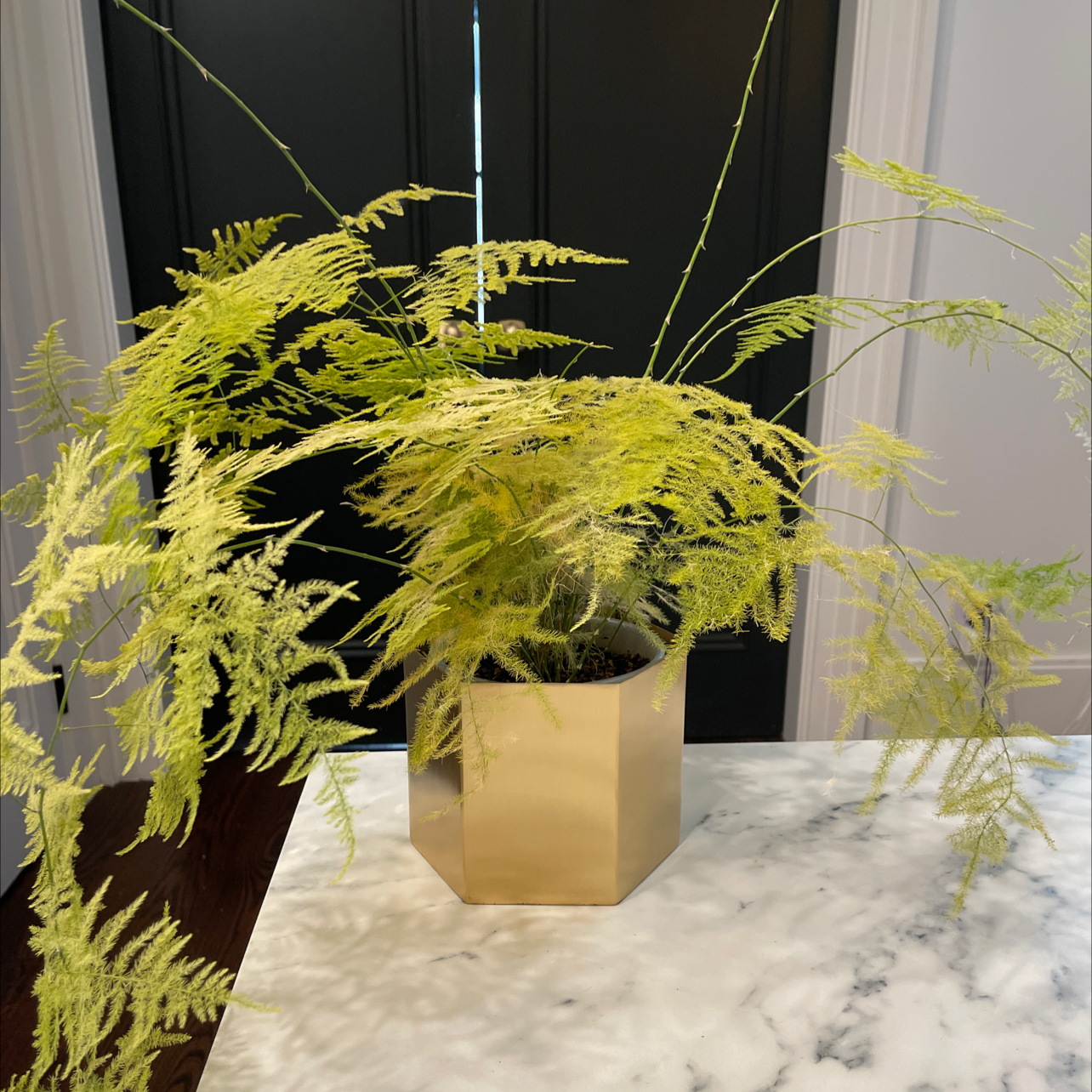 Asparagus Fern plant photo by @alex named Winston on Greg, the plant care app.