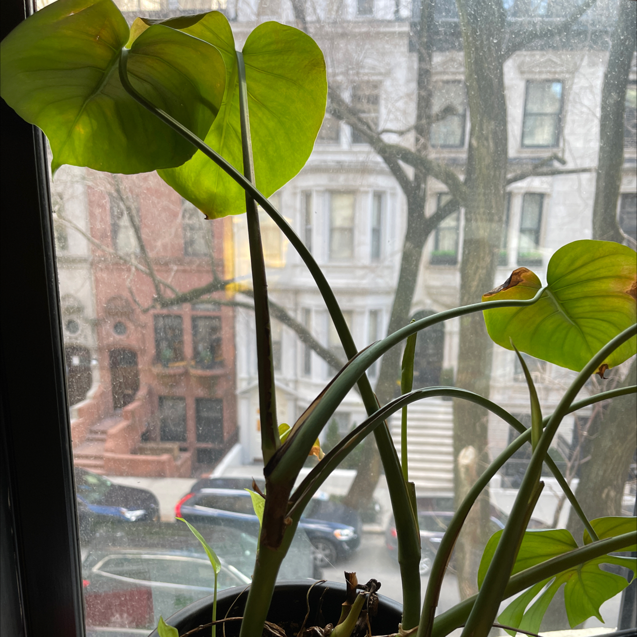 Monstera plant photo by @alex named Daphne on Greg, the plant care app.