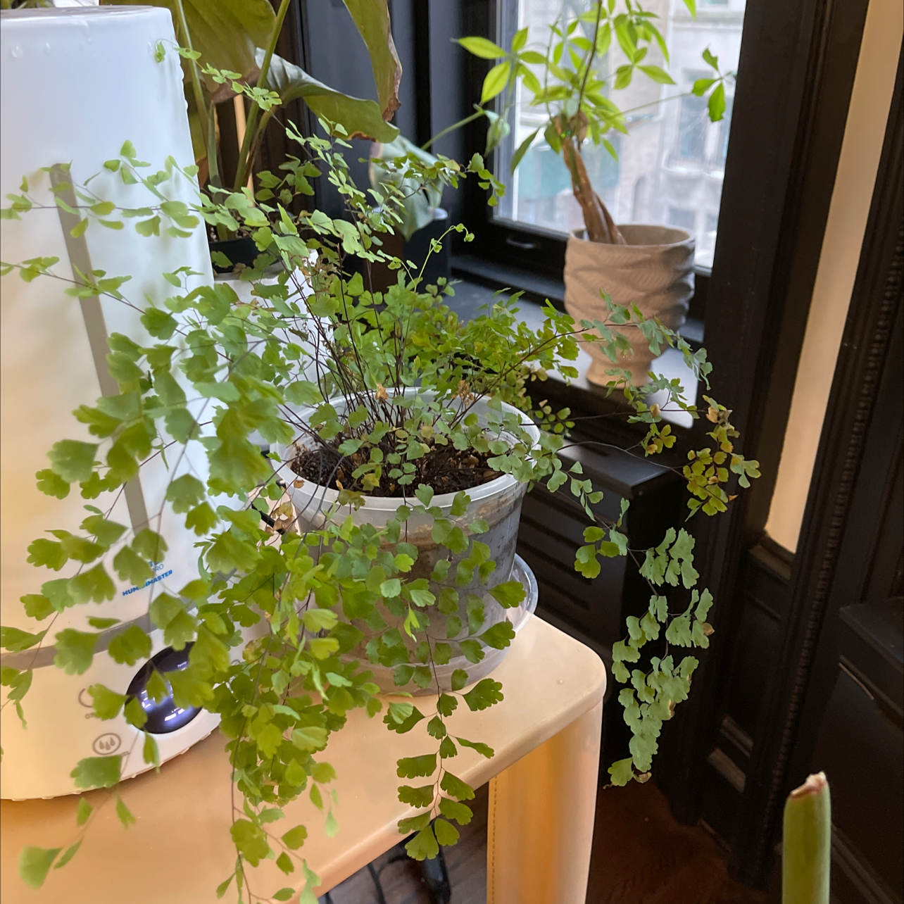 Maidenhair Fern plant photo by @alex named Shakespeare on Greg, the plant care app.