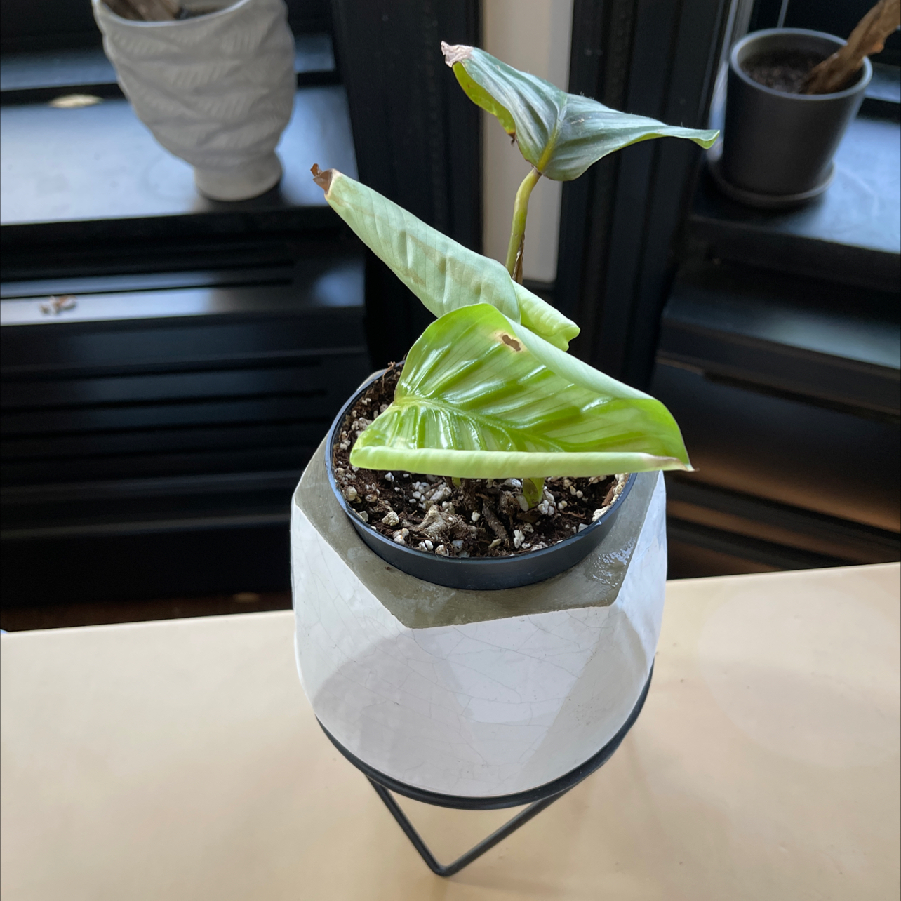 Calathea Orbifolia plant photo by @alex named Mando on Greg, the plant care app.