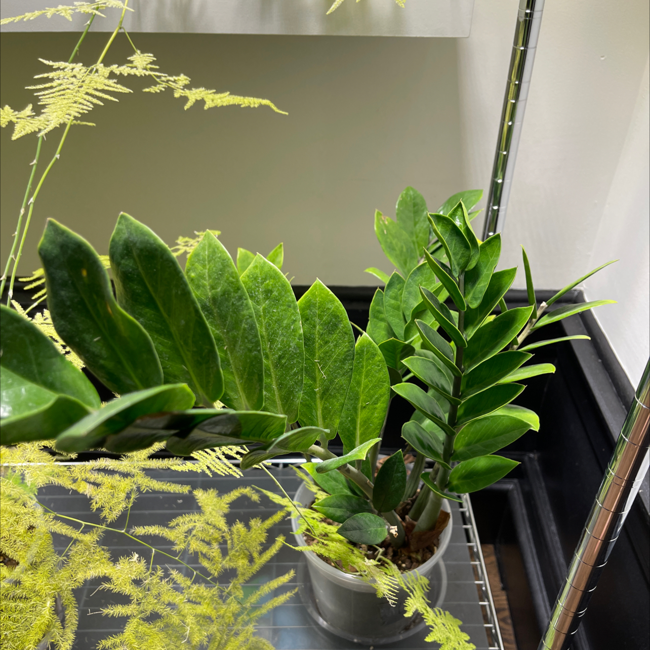Zamioculcas Zamiifolia plant photo by @alex named Denali on Greg, the plant care app.