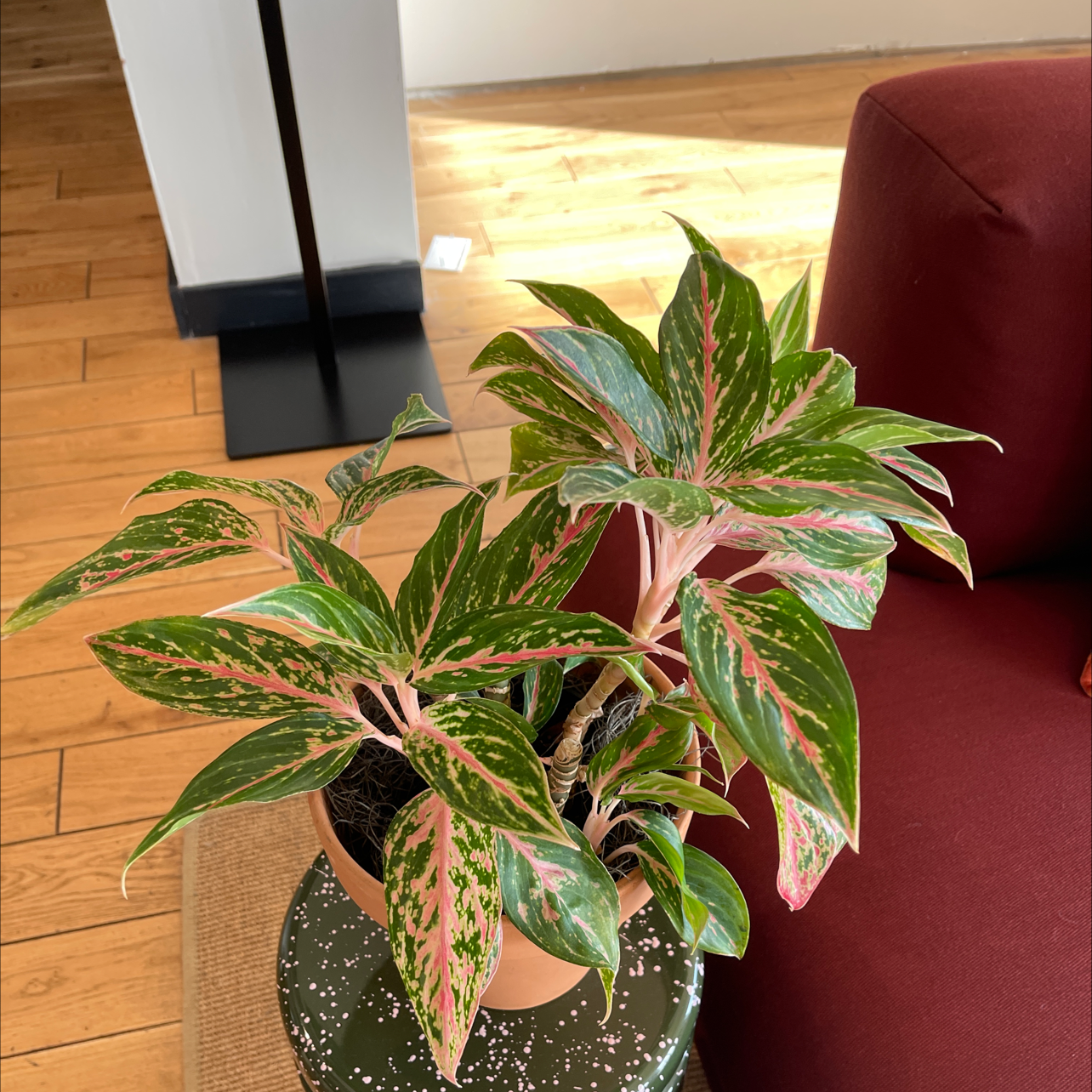 A healthy, thriving Chinese Evergreen plant with lush variegated pink and green leaves in a decorative pot.