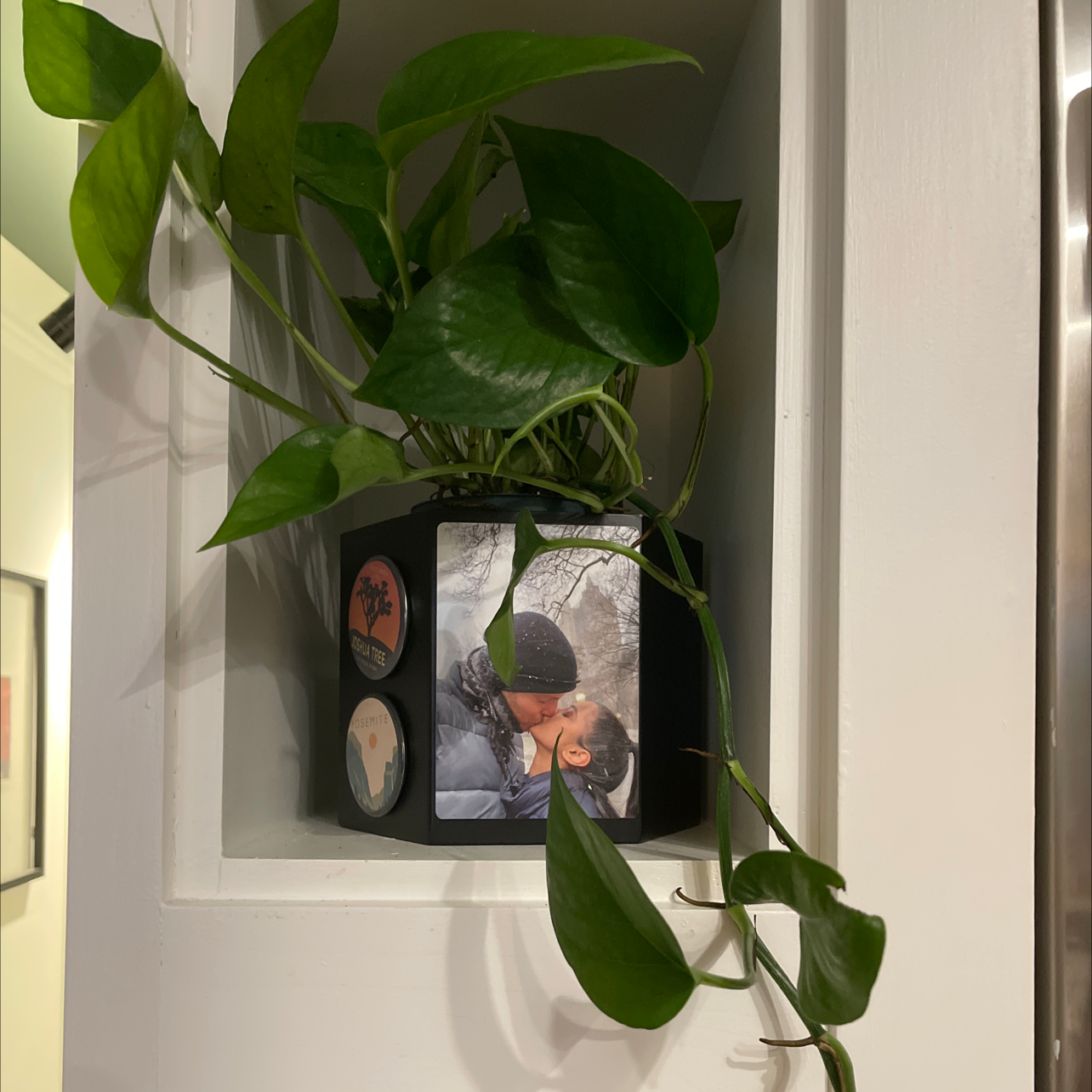 Golden Pothos plant in a black pot on a white shelf, with vibrant green leaves.