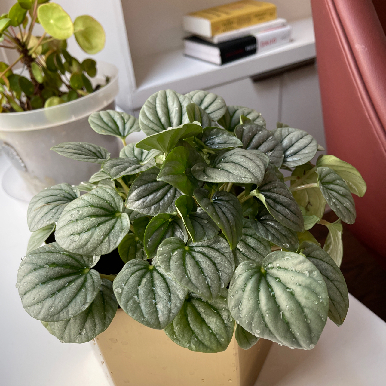 Peperomia Caperata plant photo by @alex named Maya on Greg, the plant care app.