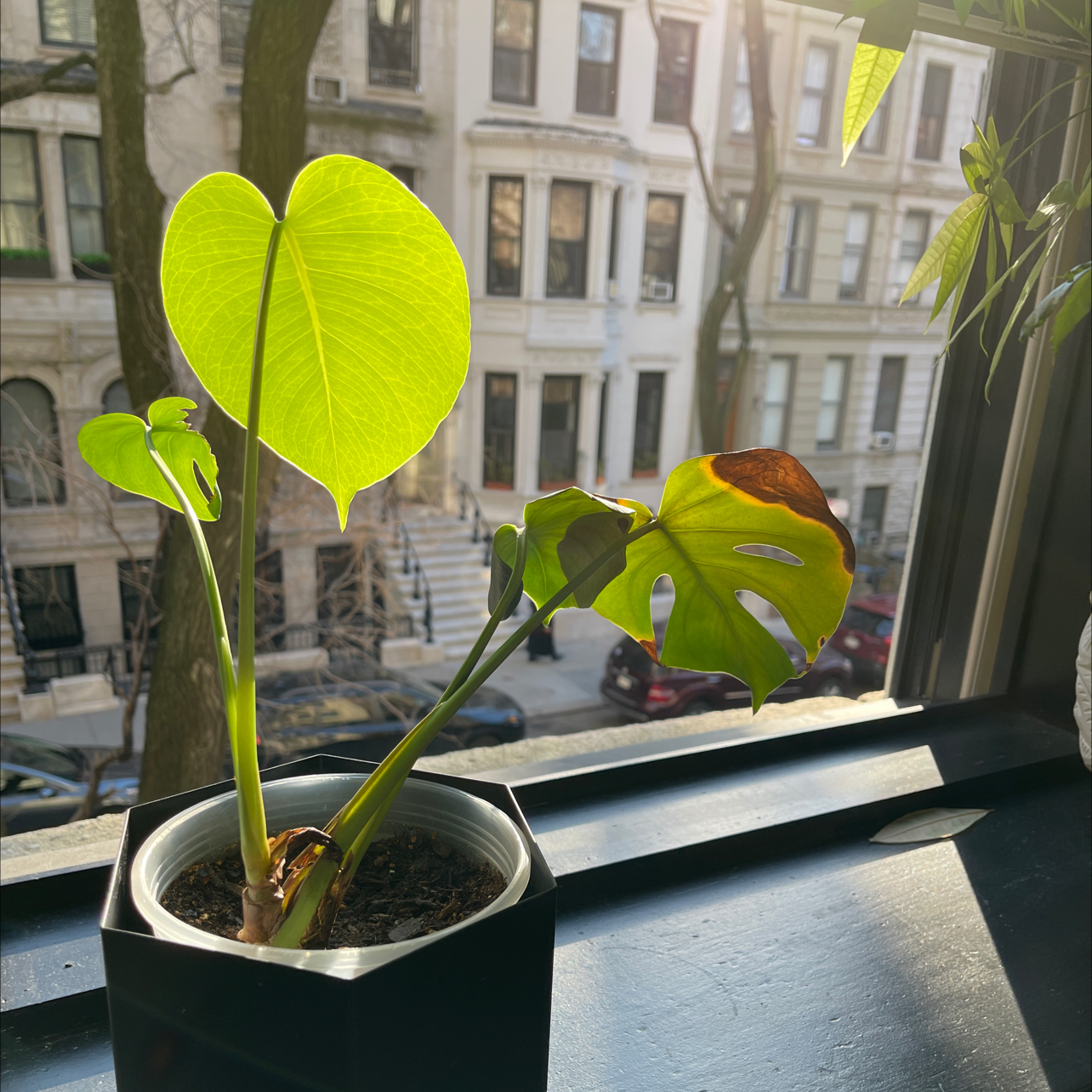 Monstera plant photo by @alex named Emerson on Greg, the plant care app.