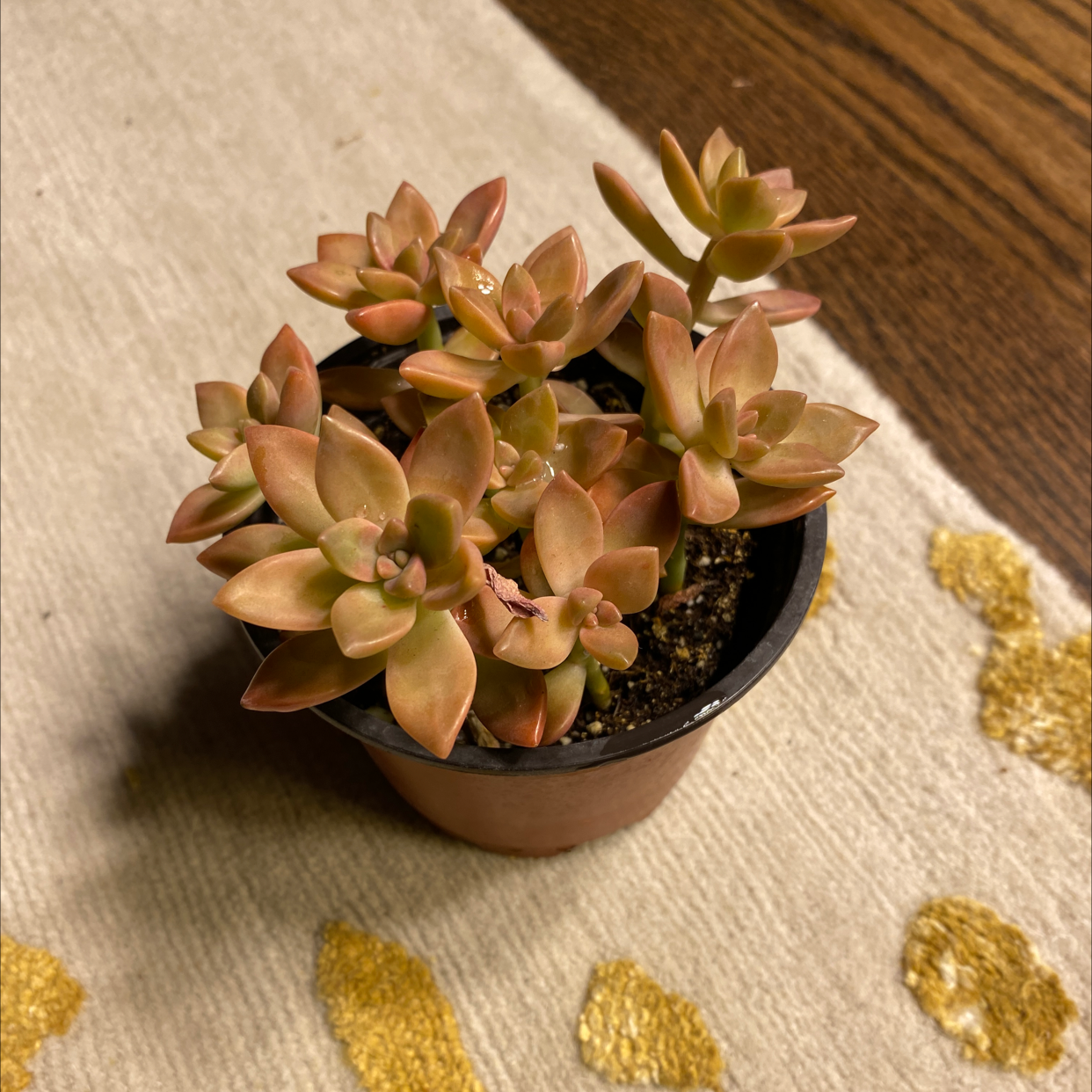 A healthy Ghost Plant succulent in a small pot with fleshy, pinkish leaves.