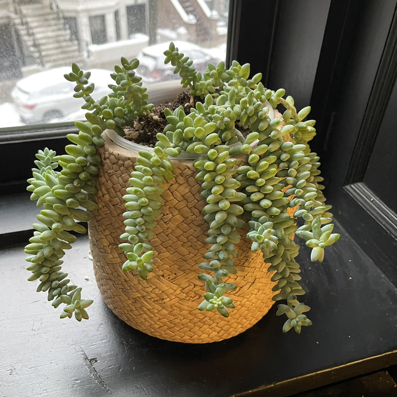 Burro's Tail plant photo by @alex named Sigmund on Greg, the plant care app.