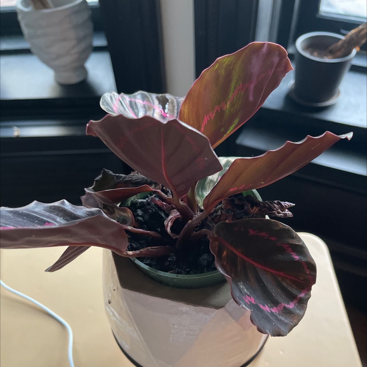 Healthy Rose Calathea plant with vibrant green, purple and red patterned leaves in a white ceramic pot, touched by a human hand.