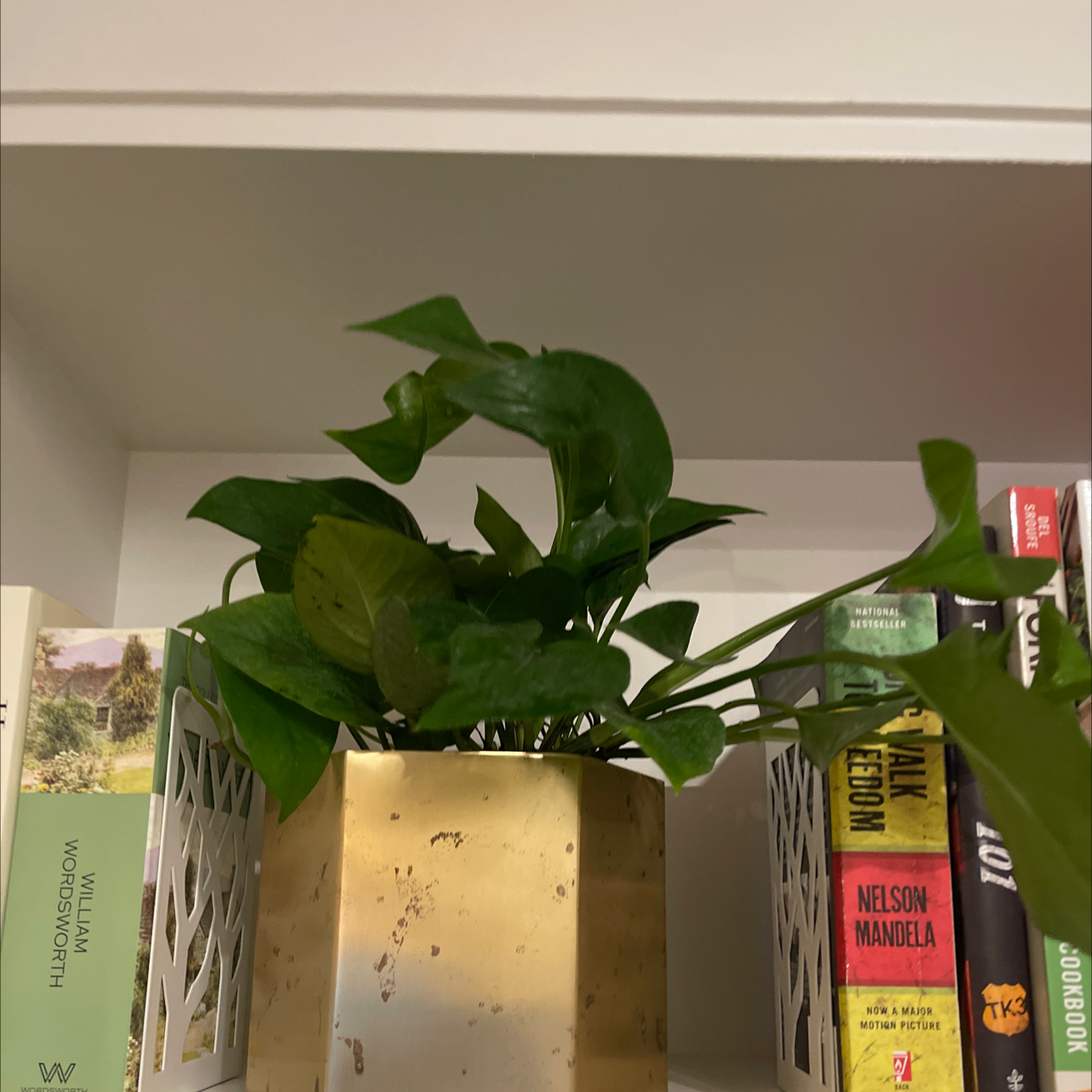 Golden Pothos plant in a gold pot on a shelf between books.