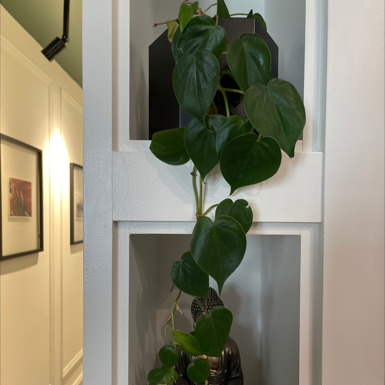 Philodendron Scandens plant photo by @alex named Nina on Greg, the plant care app.