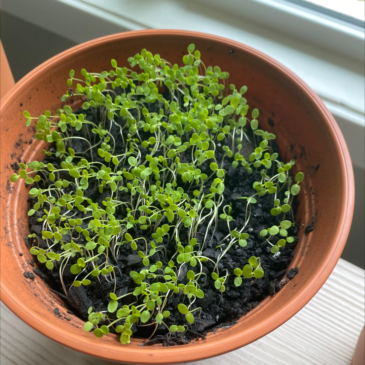 Healthy sweet alyssum plant with lush green foliage densely growing in a small terracotta pot, soil visible.
