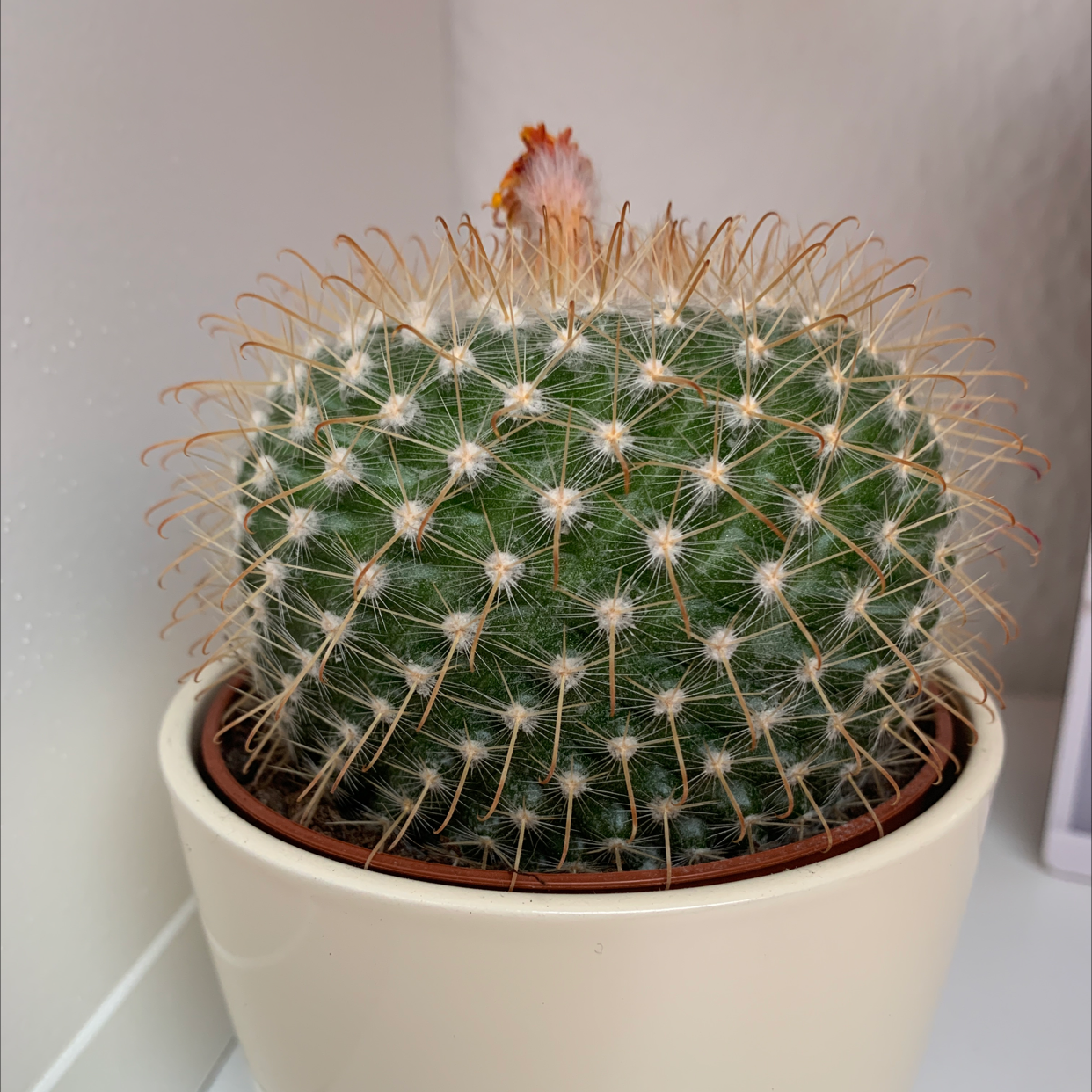 Photo of the plant species Owl's Eye Cactus by @_.e__ly._ named Walter on Greg, the plant care app