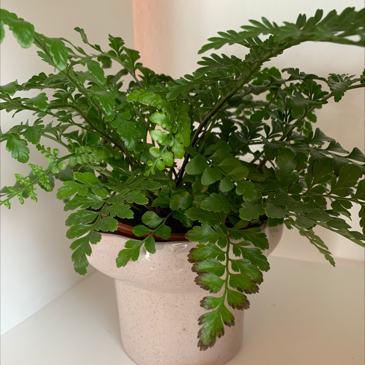 Photo of the plant species Black Spleenwort by @_.e__ly._ named Hamilton on Greg, the plant care app