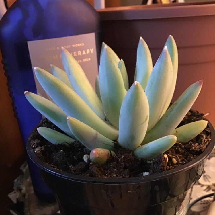Ghost Plant plant photo by @myboijeffrey named Frodo on Greg, the plant care app.