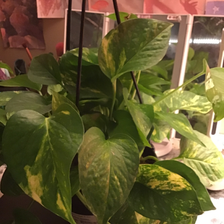 Taro Vine plant photo by @myboijeffrey named Sir William Bartholomew on Greg, the plant care app.