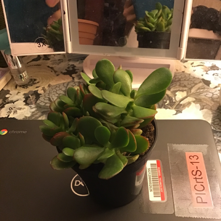 Lucky Plant plant photo by @myboijeffrey named Sam on Greg, the plant care app.