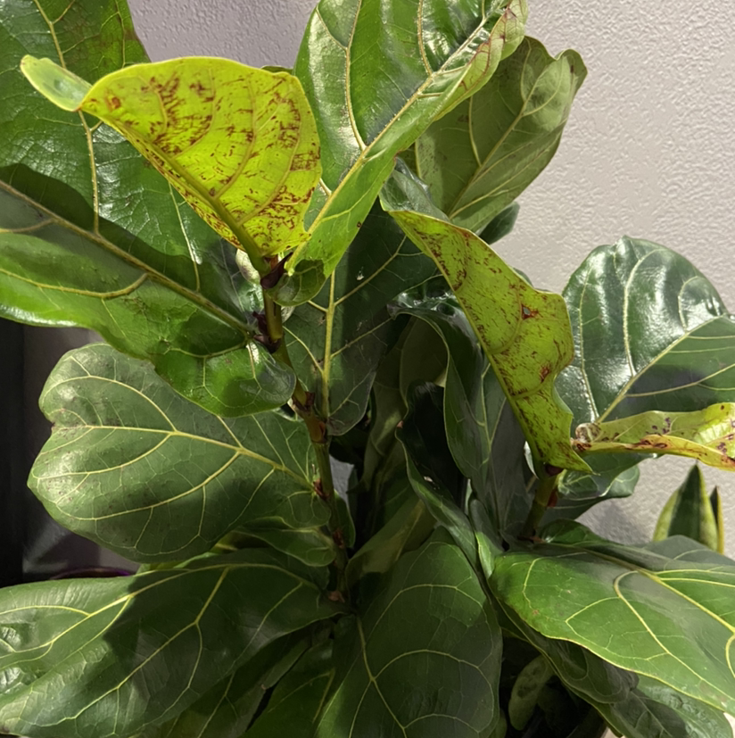 Fiddle Leaf Fig plant photo by @Hvnt named Gaia on Greg, the plant care app.