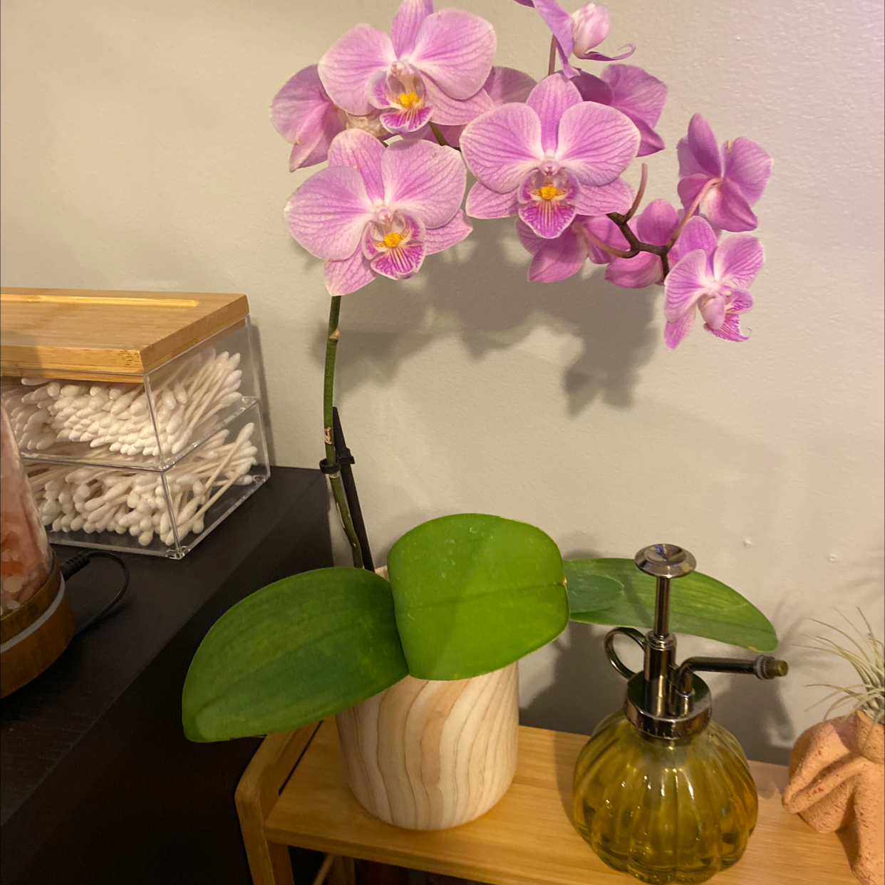 Moon Orchid (Phalaenopsis) with pink flowers and green leaves in a pot.